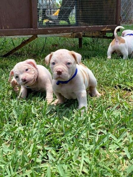 American Bully Puppies para venda
