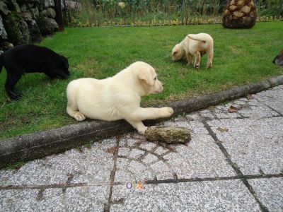 labradores retriever 