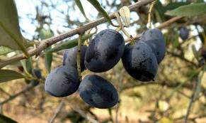 Azeite e amêndoa de excelente qualidade