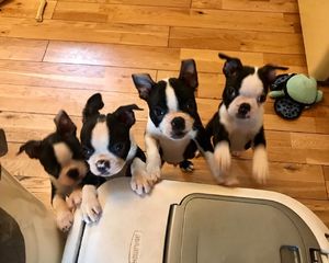 Lindos filhotes de Boston Terrier