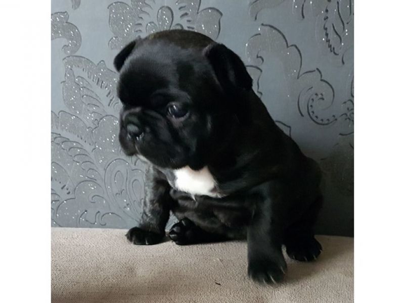 Filhotes Bulldog Francês Saudáveis de Qualidade