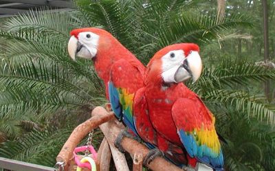 Excelente pássaros arara para venda