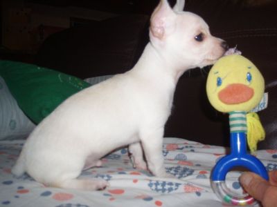 Chihuahuas pêlo curto