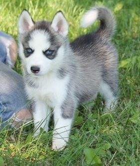 Filhotes de husky siberiano.