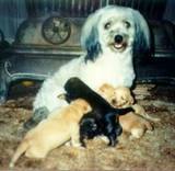 Este filhotes são para adoção 