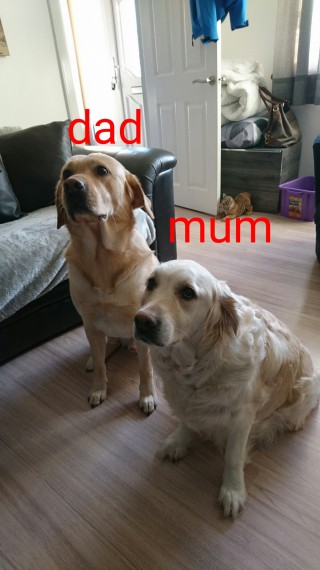 Golden Retriever masculino e feminino