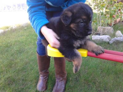 pastores alemaes -- pediggre - 967888237