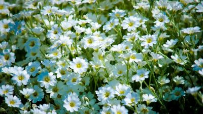 Empregada Doméstica - Coimbra