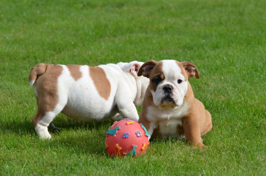 Filhotes Saudável Bulldog Inglês para adopção