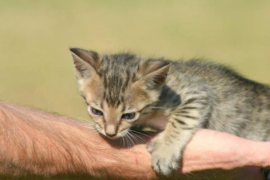 Dois belos gatinhos savana disponíveis