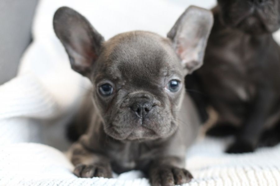Filhotes Bulldog Francês Saudáveis