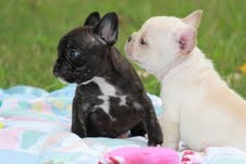 clássico com pedigree filhotes bulldog francês.