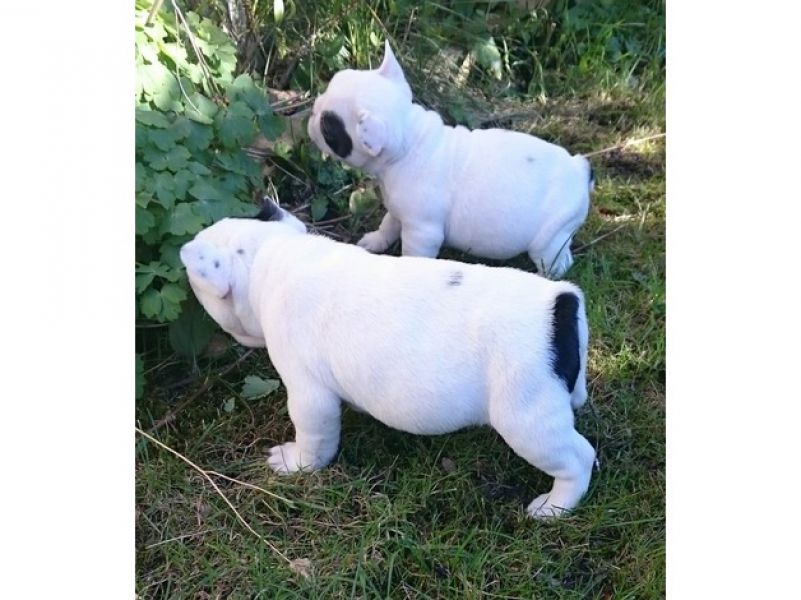 Filhotes Bulldog Francês para adoçã
