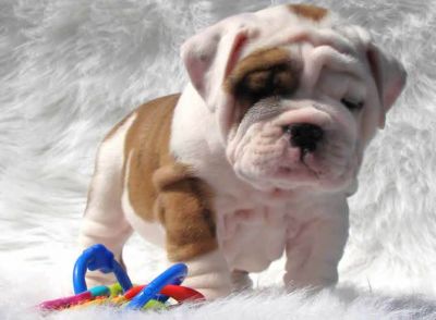 INGLÊS BULLDOG precisa de um lar