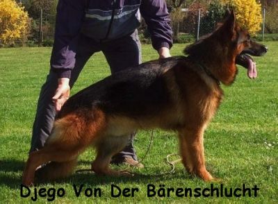 Pastor Alemão - Cachorros com Excelente LOP