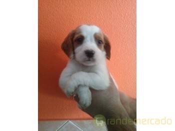 Cristo presente mas   Epagnuel Breton Magnifica Ninhada em Aveiro