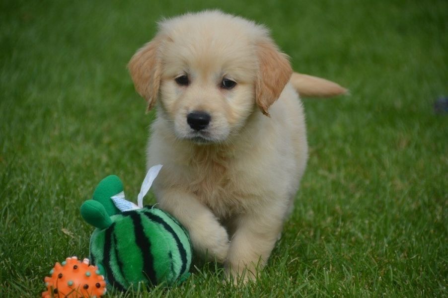Filhotes de golden retriever