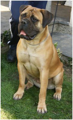 Ninhada Bullmastiff - Cães de Guarda & Companhia