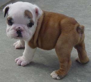 2 filhotes adoráveis de Bulldog inglês para adoção.