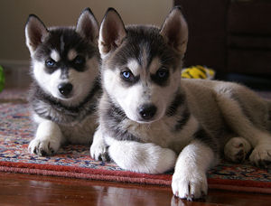 Siberian husky filtous 