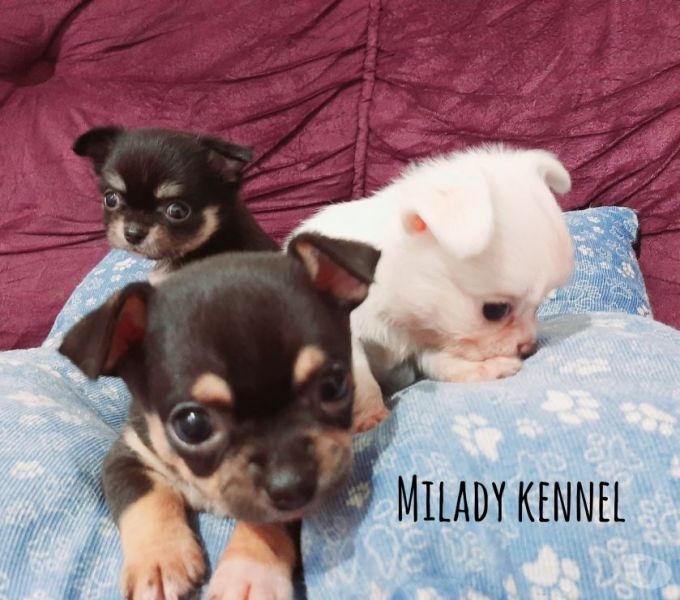 Filhote de Chihuahua disponível