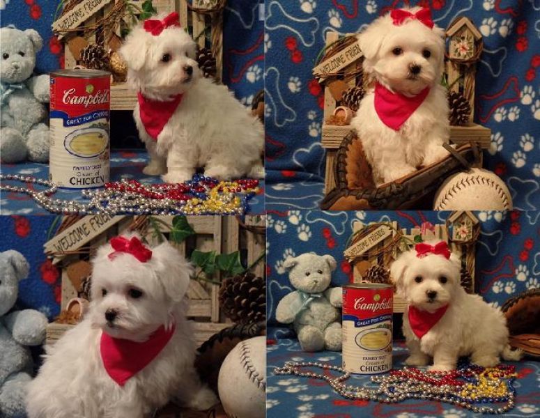  2 minúsculo Kc Registered Maltese