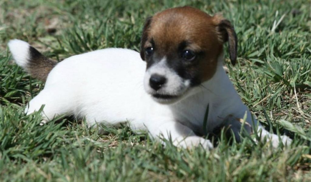 Filhotes de (jack russel)