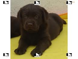 labradores chocolate com pedigre 