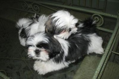 Shih Doce Tzu oferta