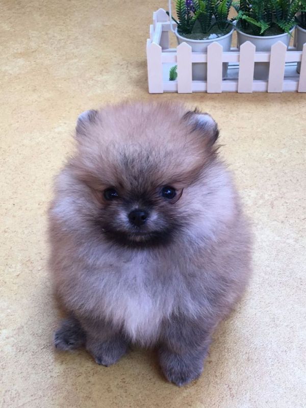 Filhotes de Pomeranian Teacup