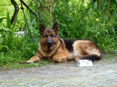 pastores alemaes de qualidade com pediggre 