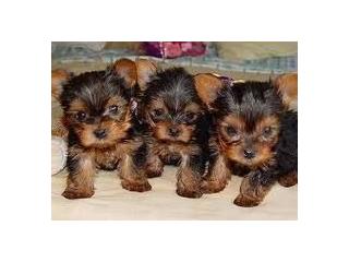 Filhotes de yorkshire terrier macho e fêmea 