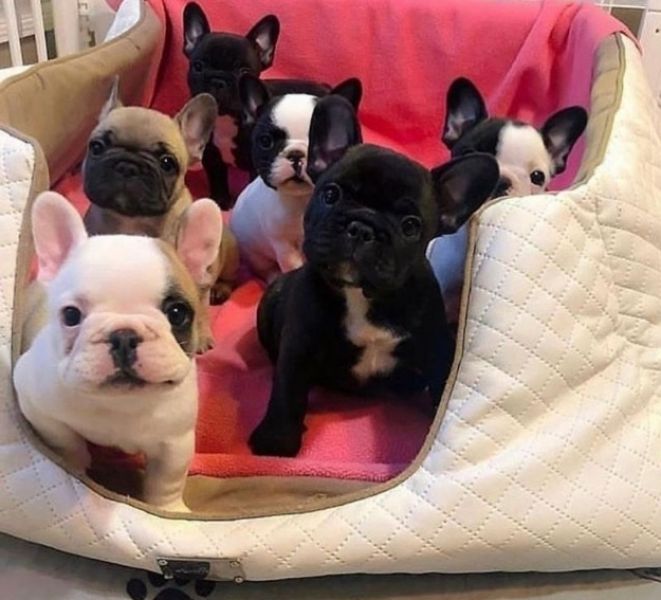 Cachorros-bulldog-frances