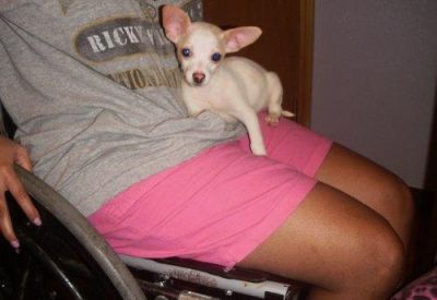 chihuahua cachorrinho para adopção