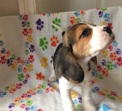 Filhotes Beagle disponíveis para venda