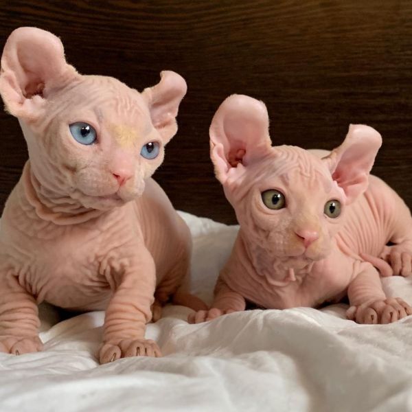 Gatinho Esfinge sem Pêlo(Sphynx)