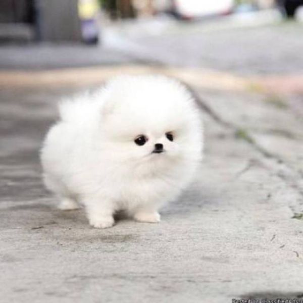 Filhotes de cachorro bonitos de Pomeranian disponíveis.