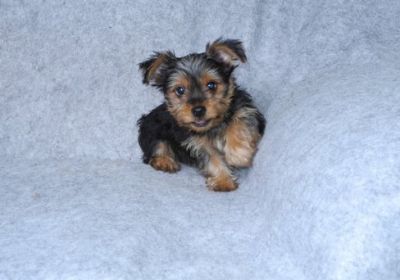 12 semanas de idade Yorkshire terrier cachorros para venda