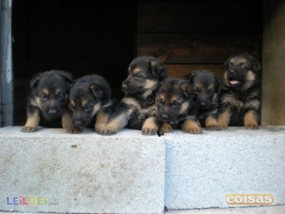 pastores de qualidade - grandes e fortes