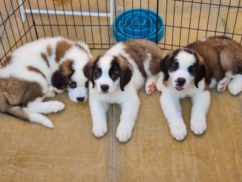 Cachorros são bernard para realocação
