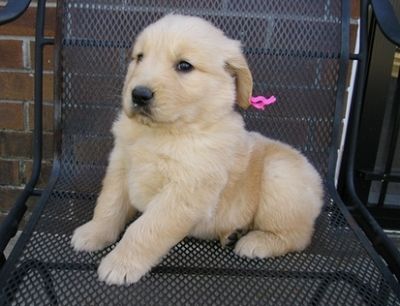 adorável golden retriever filhotes para adoção