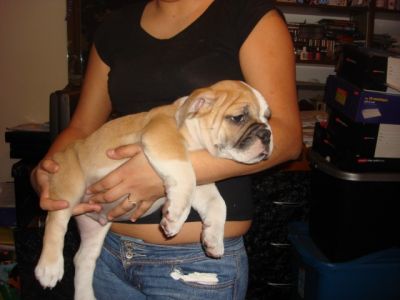 English bulldogs filhotes para sua família.