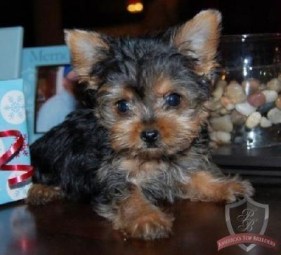 Yorshires terrier para venda