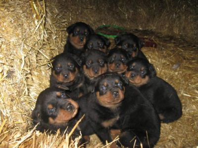 Bela alemão filhotes  Rottweiler