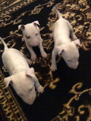 maravilhosos Bull terrier