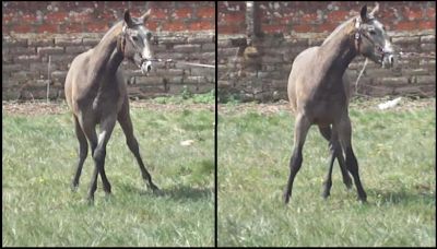 cavalo: futuro garanhão PSL (Lusitano, 1 ano, optimas linhagens e andamentos muito bons ) 