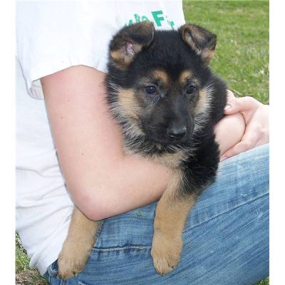 masculino e feminino Pastore  alemão filhotes para adoção 