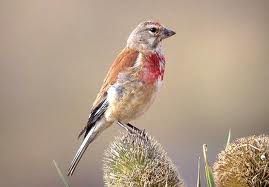 Vendo Pintarroxos (Carduelis Cannabina ) anilhados nascidos em cativeiro