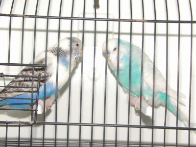Por desistência de criação Vendo 3 Casais Periquitos Inglese