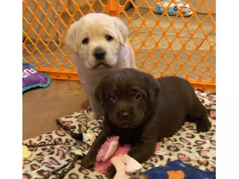 Lebrador Retriever Filhotes